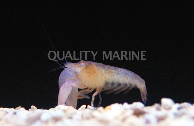 Lottini Pistol Shrimp :: 57522