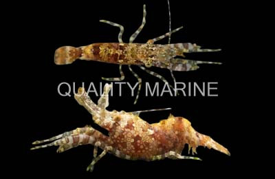 Saron Shrimp :: 57540