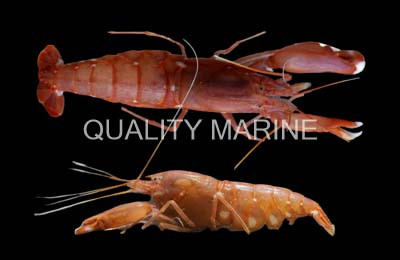 Japanese Pistol Shrimp :: 57547