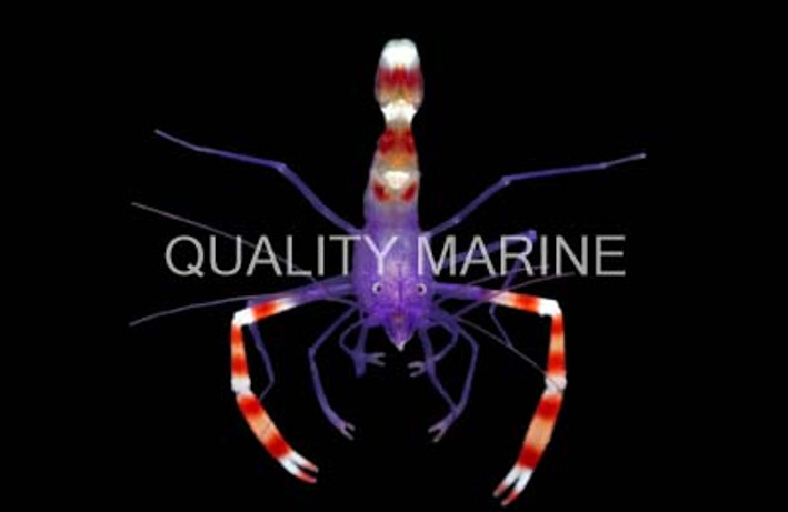 Blue Coral Banded Shrimp :: 57552