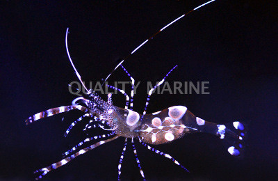 Spotted Cleaner Shrimp :: 57555