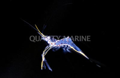 Yellow Scissortail Shrimp :: 57571