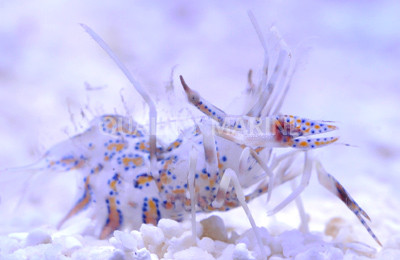 Bongo Shrimp :: 57583