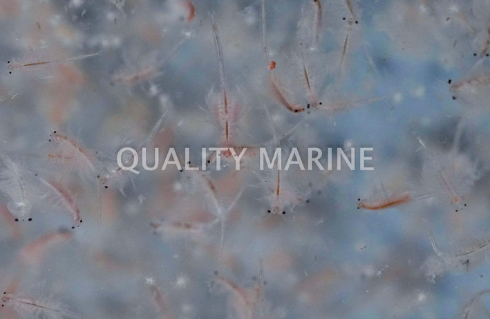 Live Adult Brine Shrimp (1 oz. portion)  :: 57587