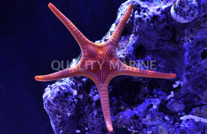 Double Star Orange :: 59012