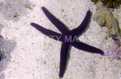 Purple Linckia Sea Star :: 59024