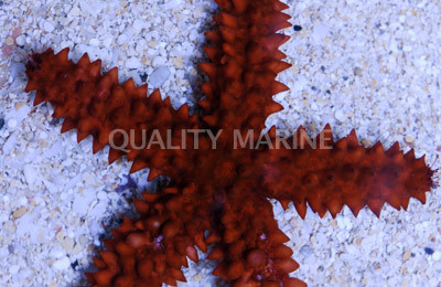 Red Knob Sea Star :: 59029