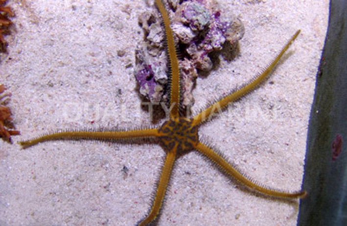 Yellow Fancy Brittle Sea Star :: 59036
