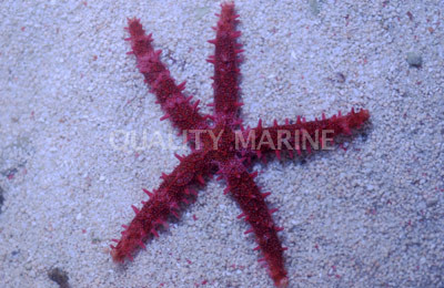 Bradley's Sea Star :: 59072