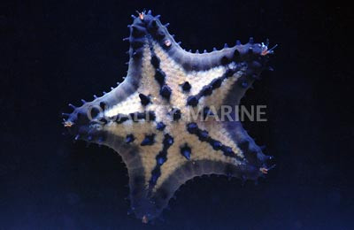 Black Chip Sea Star :: 59073