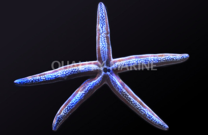 Colored Phataria Sea Star :: 59075