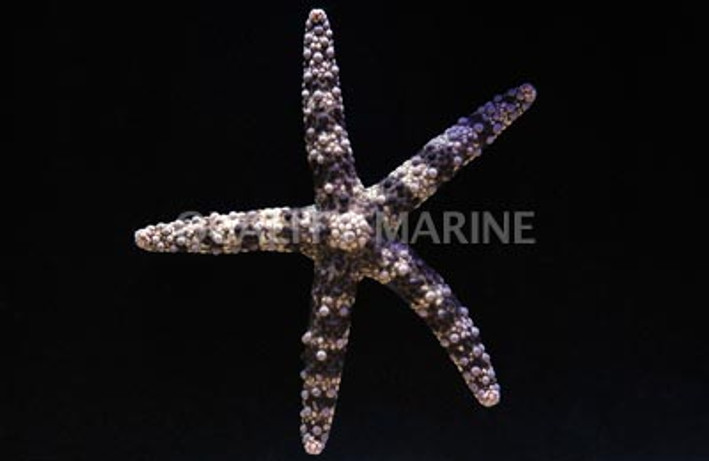 Chocolate Mesh Sea Star :: 59092