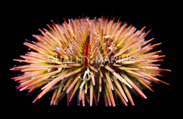 Pincushion Urchin :: 59506