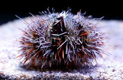 Orange Hairy Pincushion Urchin :: 59518