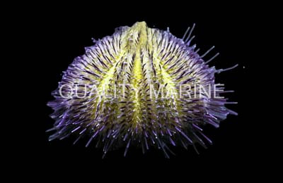 Purple/Pink Hairy Urchin :: 59520