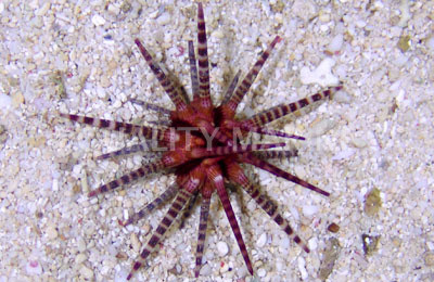 Banded Pencil Urchin  :: 59528