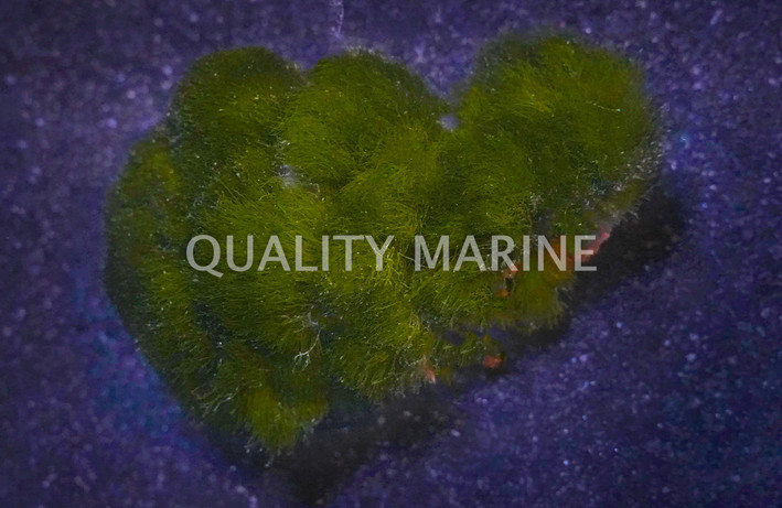 Maiden's Hair Algae :: 60017