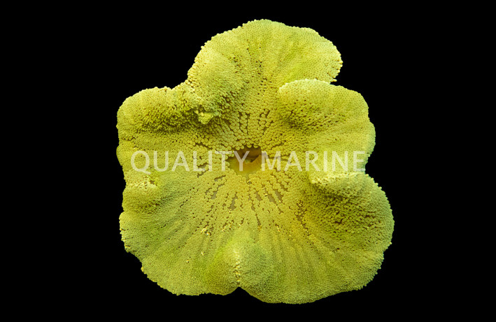 Assorted Green Carpet Anemone :: 50001