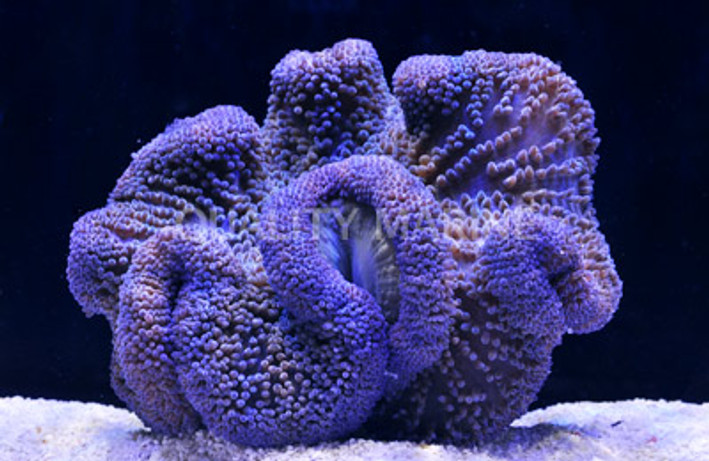 Blue Carpet Anemone :: 50002