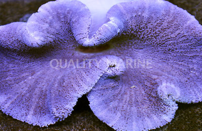 Purple Carpet Anemone :: 50005