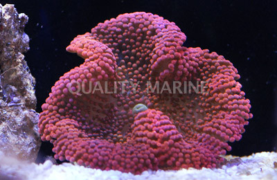 Red Carpet Anemone  :: 50007