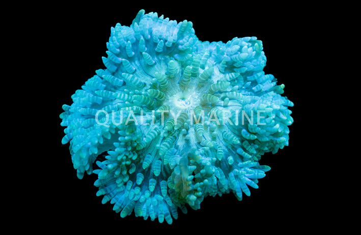 Beaded Anemone :: 50015