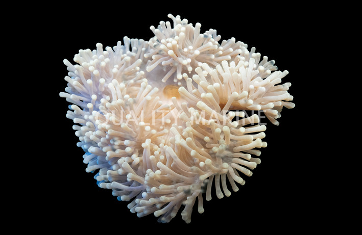 Ritteri Anemone :: 50017
