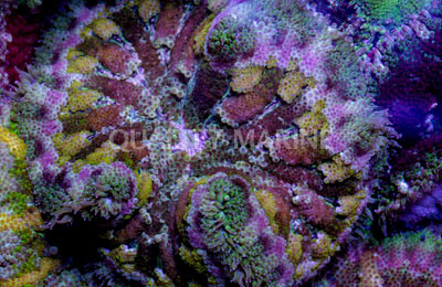 Pizza Anemone :: 50019