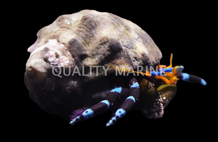 Electric Blue Hermit Crab :: 52555