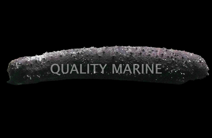 Black Sea Cucumber :: 53001