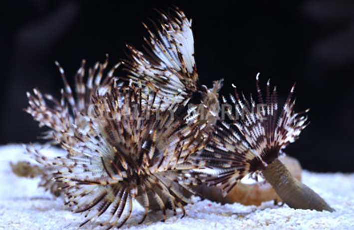 Magnificent Feather Duster :: 53501