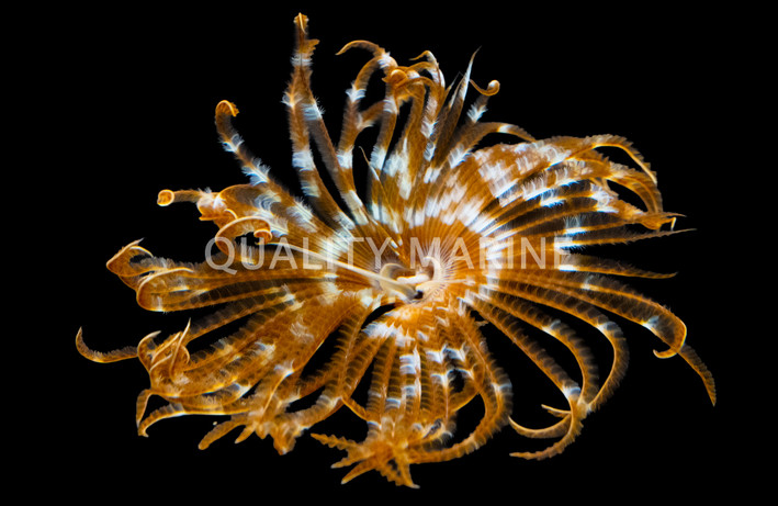 Magnificent Feather Duster :: 53501