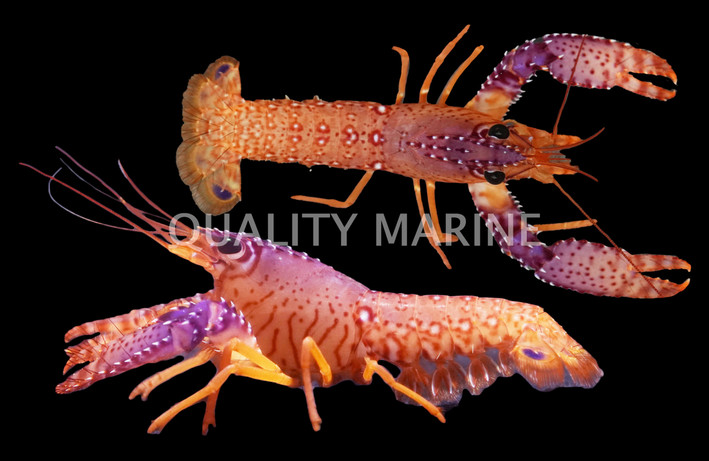 Daum's Reef Lobster :: 54517