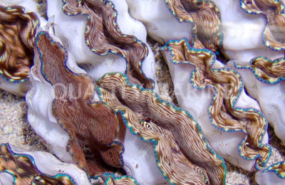 Derasa Clam :: 56501