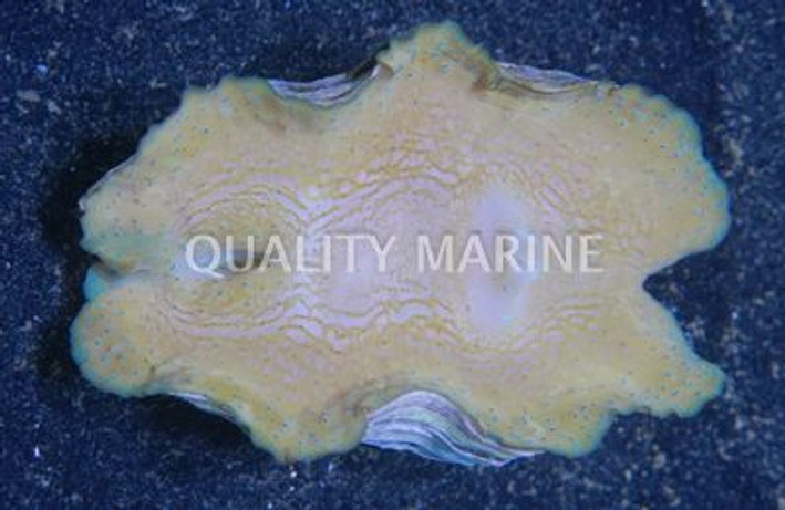 Gigas Clam :: 56502