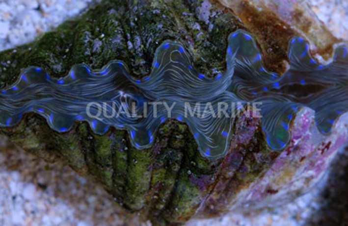 Hippopus Clam :: 56517