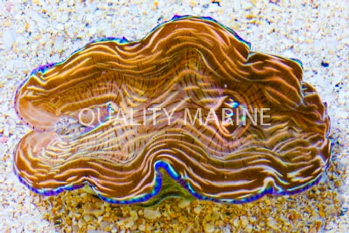 Striped Blue Rim Derasa Clam :: 56553