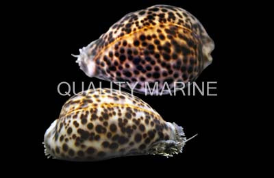 Tiger Cowrie Snail :: 57009
