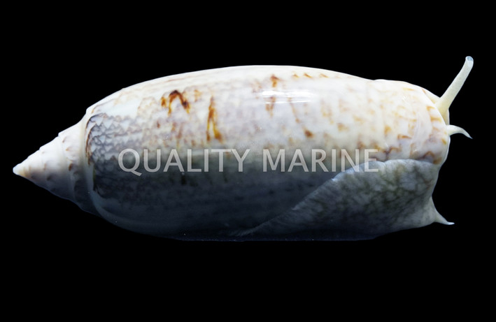 Olive Snail :: 57031