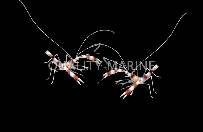 Coral Banded Shrimp, Pair :: 57504