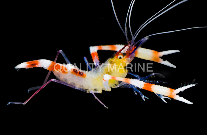 Yellow Coral Banded Shrimp :: 57505