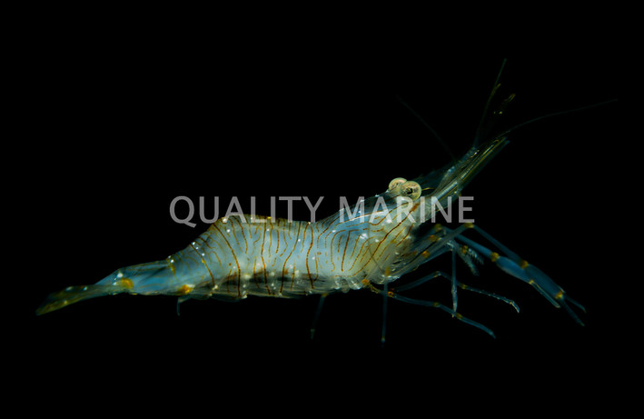 Camel Shrimp :: 57507