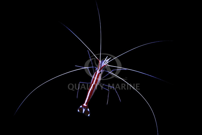 Scarlet Skunk Cleaner Shrimp :: 57509