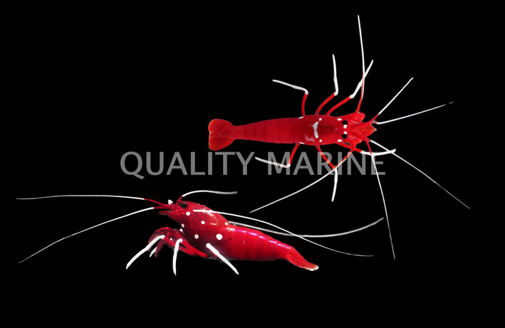 Blood Red Fire Shrimp :: 57515
