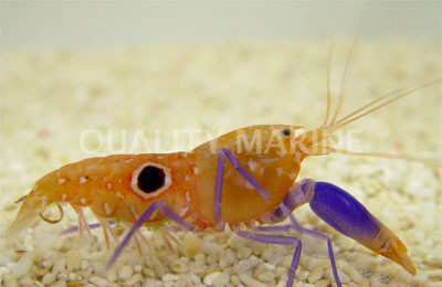 Blue Spot Bullseye Pistol Shrimp :: 57548