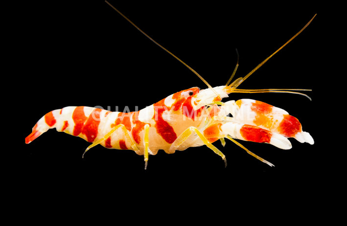 Red Banded Pistol Shrimp :: 57549