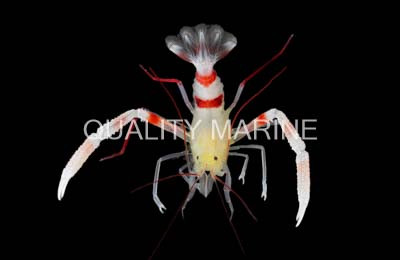 Gold Coral Banded Shrimp :: 57567