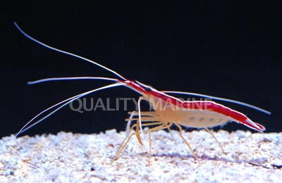 Atlantic Scarlet Striped Cleaner Shrimp - Quality Marine