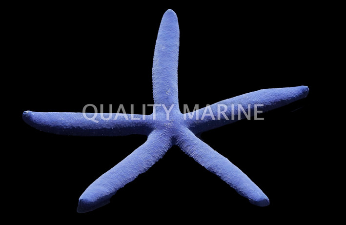 Blue Linckia Sea Star :: 59006