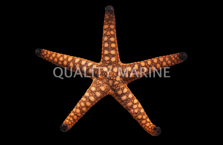 Reef Marble Sea Star :: 59016